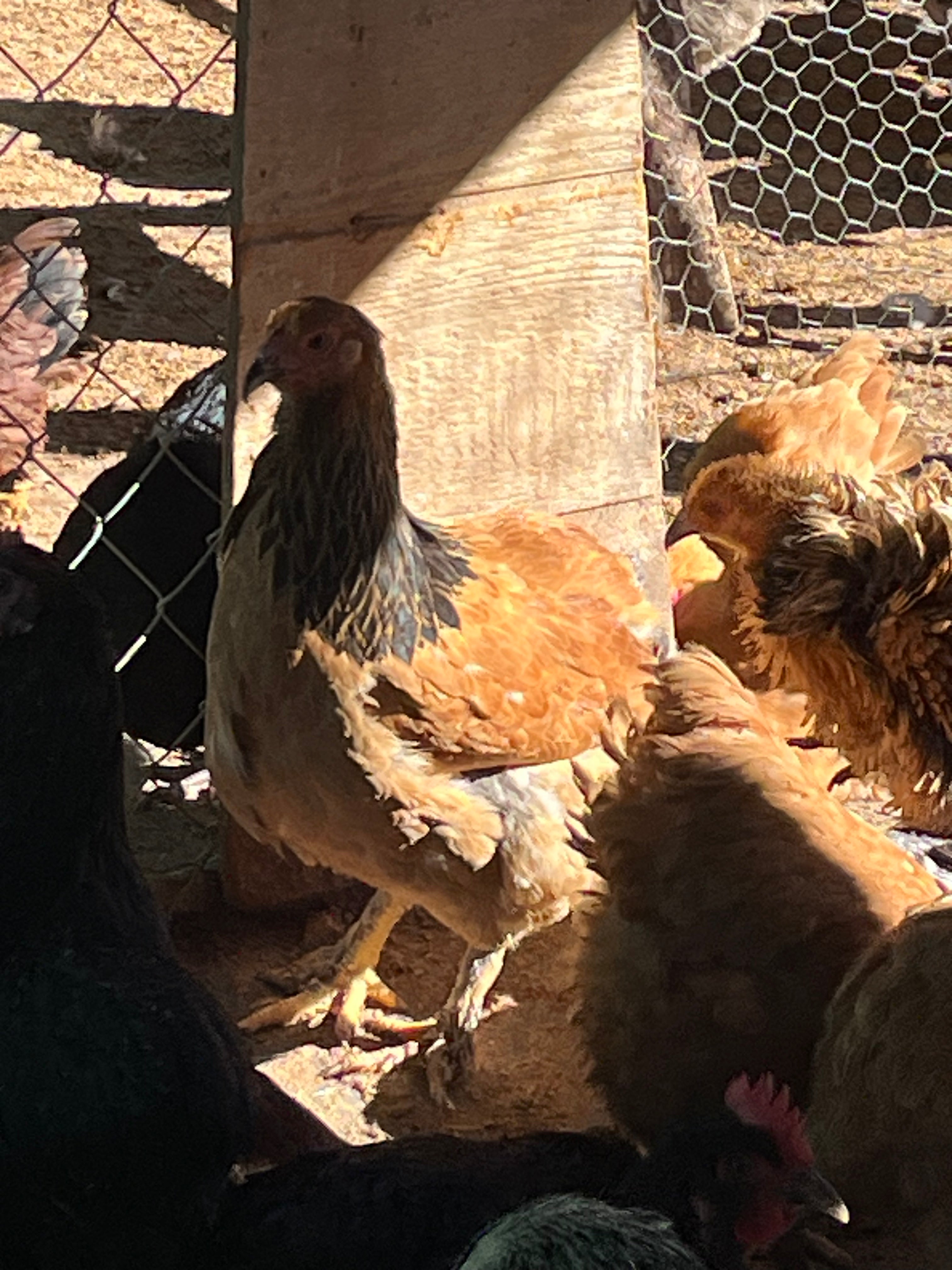 South Carolina - Lancaster) Organic 6 mo Old Buff Brahma Cockerel