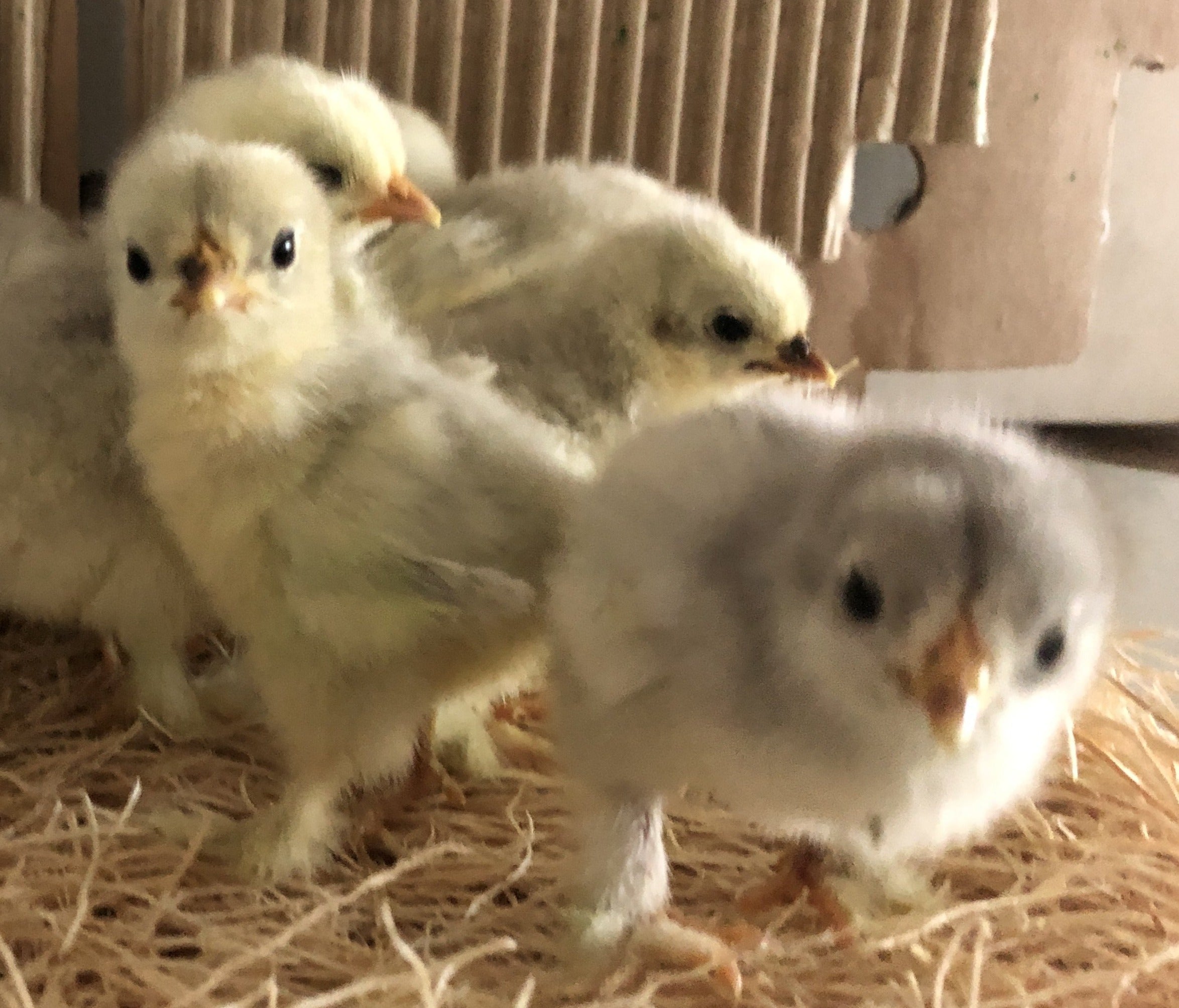 Cochin Bantams -- Silver Penciled Color -- Upcoming Hatch – Backyard  Chickies