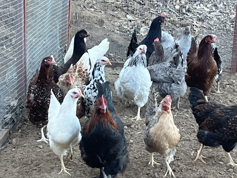 Preorder Coop Ready Standard Chickies