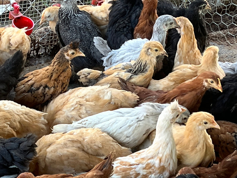 Pre-Order Female Silkies and Coop Ready Standards for 2025