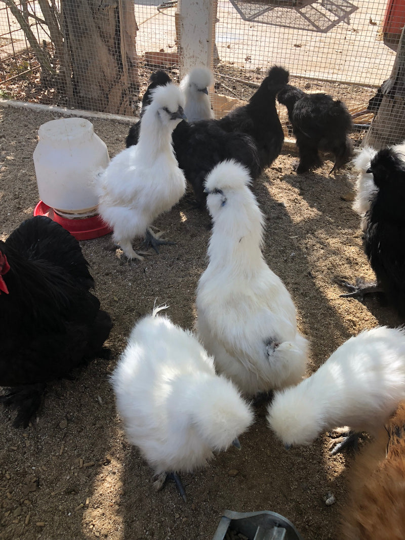 DNA Sexed Silkies Available Now