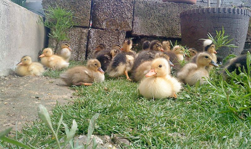 Ducks