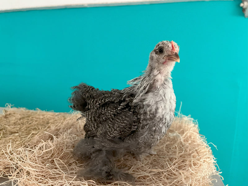 Cochin Bantams -- Silver Penciled Color -- Available Now