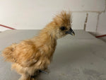 Buff Silkie Females -- Available Now