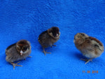 Barnevelders -- Available Babies