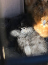 Splash Silkie Bantam -- Disponible ahora