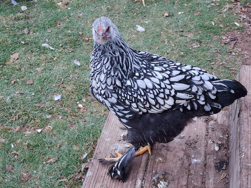 Cochin STANDARDS --Silver Laced Color -- Available Now