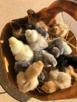 Splash Silkie Female -- Available Now