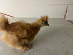 Buff Silkie Females -- Available Now