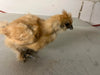 Buff Silkie Females -- Available Now