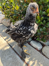 Cochin STANDARDS --Silver Laced Color -- Available Now