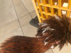 Polish Gold Laced Color -- Available Babies