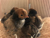 Polish Gold Laced Color -- Available Babies