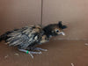 Polish Gold Laced Color -- Available Babies