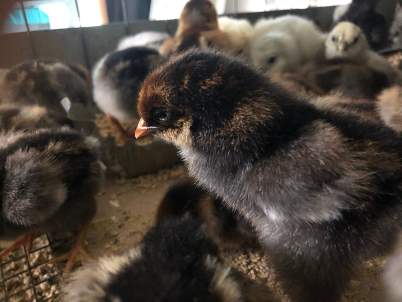 Polish Gold Laced Color -- Available Babies