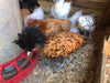 Polish Gold Laced Color -- Available Babies