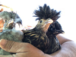 Polish Gold Laced Color -- Available Babies