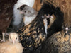 Polish Gold Laced Color -- Available Babies