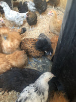 Polish Gold Laced Color -- Available Babies