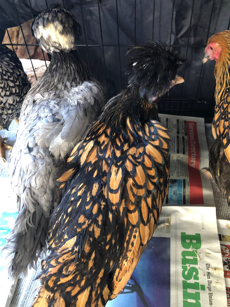 Polish Gold Laced Color -- Available Babies