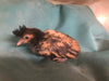 Polish Gold Laced Color -- Available Babies