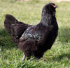 Black Ameraucanas (True Ameraucanas...not Easter Eggers) -- Available Now 16+ Weeks Old