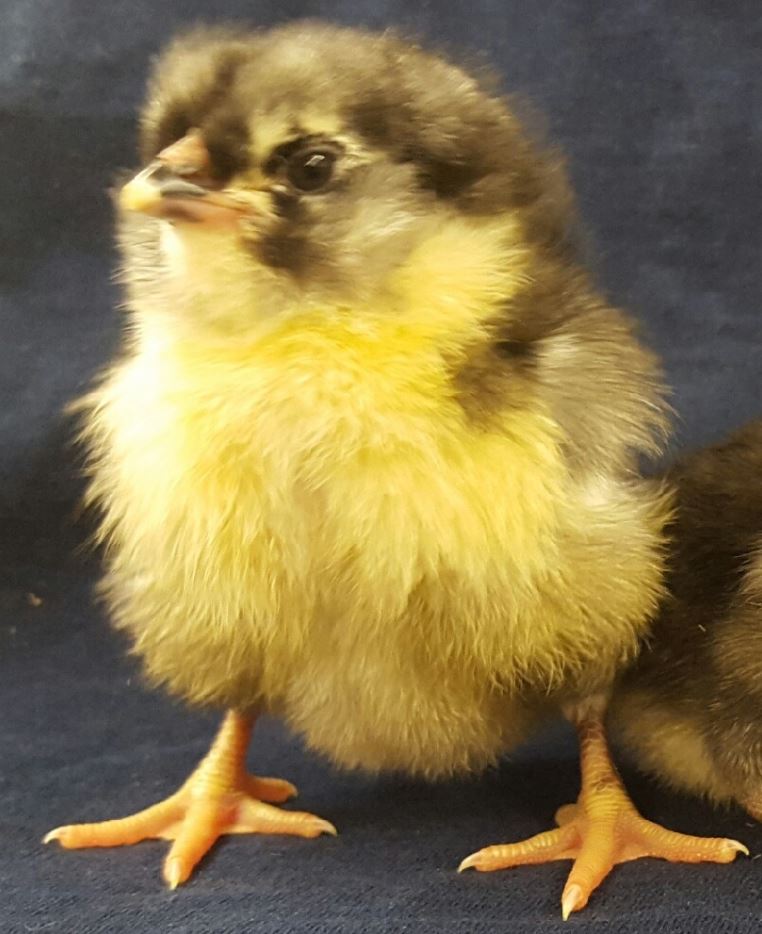 Black Ameraucanas (True Ameraucanas...not Easter Eggers) -- Available Now 16+ Weeks Old