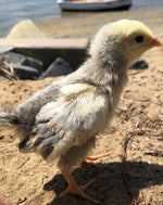 Columbian Wyandotte BANTAM -- Upcoming Hatches