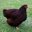 Rhode Island Red BANTAMS – Próximos lanzamientos