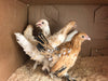 Mille Fleur D'uccles Bantams - Disponible ahora